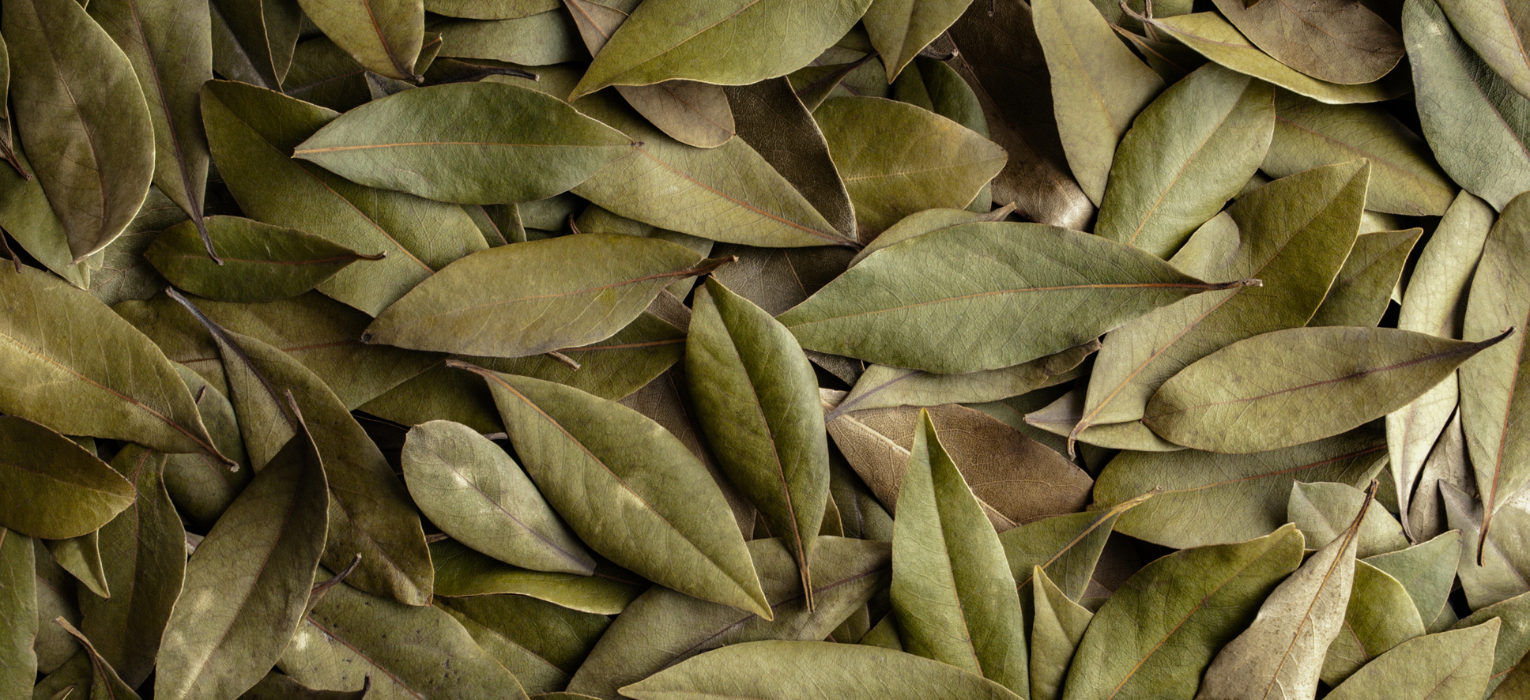 Bay Leaf